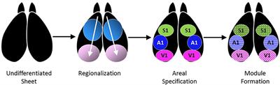 The Impact of Ecological Niche on Adaptive Flexibility of Sensory Circuitry